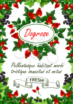 Dogrose berries or briar fruits poster for fruit shop or farm market. Vector bunch of bramble, blueberry or strawberry and cherry, forest raspberry or blackberry, cranberry or organic currant berry