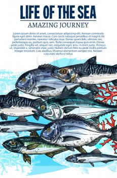 Fish and sea life poster of underwater fishes. Vector sketch ocean flounder, salmon or pike and sprats, marlin or carp and herring with mackerel or navaga flock, river sheatfish and pikeperch