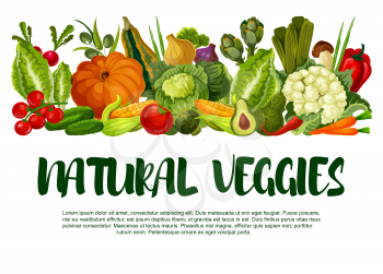 Natural veggies poster of fresh vegetables. Vector farm harvest zucchini, carrot or pumpkin and cabbage, garden eggplant, radish or tomato and cucumber, vegetarian cauliflower or avocado and pepper