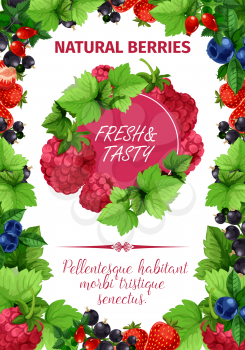 Fresh berries poster of raspberry and strawberry fruits. Vector design template of cherry, blueberry or strawberry and forest blackberry, garden cranberry or red currant for fruit or berry farm market