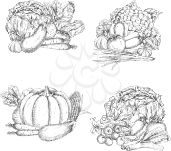 Farm fresh veggies and vegetables harvest sketch icons. Vector cabbage, zucchini or carrot and garden eggplant, radish or tomato and pumpkin or cucumber, vegetarian cauliflower or onion and pepper