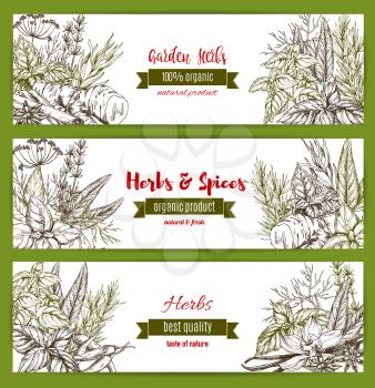 Spices and herbs vector posters and banners templates for herbal seasonings market. Vector farm garden thyme, lavender or peppermint and black pepper or anise, cinnamon or oregano and green basil