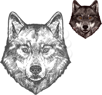 Wolf wild animal sketch vector icon. Wild gray or timber wolf muzzle symbol for wildlife fauna and zoology or hunting sport team trophy and nature zoo adventure club