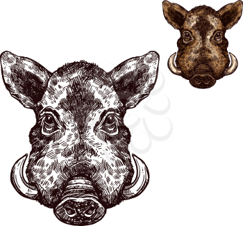 Boar wild animal sketch vector icon. Muzzle head of wild aper swine or pig hog symbol for wildlife fauna and zoology or hunting sport team trophy and nature zoo adventure club