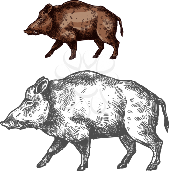 Boar wild animal sketch vector icon side view. Wild aper swine or pig hog for wildlife fauna and zoology or hunting sport team trophy symbol and nature zoo adventure club design