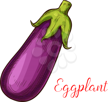 Eggplant sketch icon. Vector isolated symbol of fresh aubergine vegetable of farm grown vegetarian veggie for salad or grocery store and market design