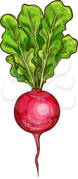 Radish sketch icon. Vector isolated symbol of fresh vegetable root of farm grown vegetarian radish or daikon for veggies salad or grocery store and market design