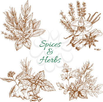 Spices and herbs seasonings of organic parsley, peppermint and anise star seeds or cilantro, culinary condiments and flavorings of vanilla, cinnamon, mint and ginger. Vector sketch design