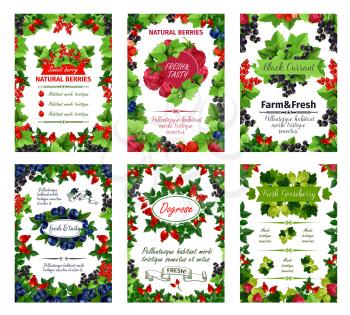 Fresh natural berries posters of garden red currant, dog-rose berry fruit or blackcurrant and raspberry, organic forest cranberry or cherry and blueberry. Vector harvest for farm market or juice