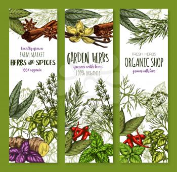 Herbs and spices seasonings banners of basil, oregano or tarragon and ginger, cinnamon or vanilla and garden rosemary, peppermint condiment or cinnamon and bay leaf. Vector sketch seasoning design