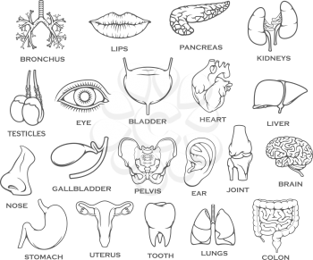 Human organ, body part and bone thin line icons. Heart, kidney and liver, lung, stomach, brain and bladder, intestine, pancreas and eye, gallbladder and tooth, uterus, lips, nose, ear and pelvis joint