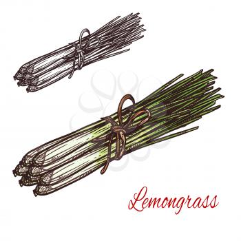 Lemongrass plant isolated sketch of fresh culinary herb. Lemon grass bunch with green leaf and stem for asian cuisine condiment and seasoning, drink flavoring and essential oil ingredient design