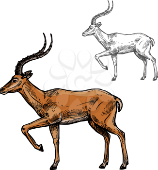 Gazelle or antelope sketch of african and indian wild mammal animal. Brown antelope with curved horns standing with raised leg isolated icon for safari tour, hunting sport and zoo themes design