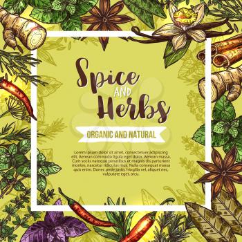 Herb and spice poster with frame of seasoning sketches. Rosemary, basil and thyme, chilli pepper, mint and cinnamon, vanilla, ginger and parsley, bay leaf, anise and dill for spice shop label design