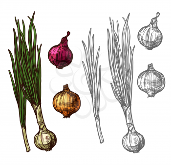 Onion vegetable with green leaf sketch of spicy plant. Yellow, red and white bulb onion, fresh sprout of spring onion or scallion, leek or shallot icon for farm market and food packaging design