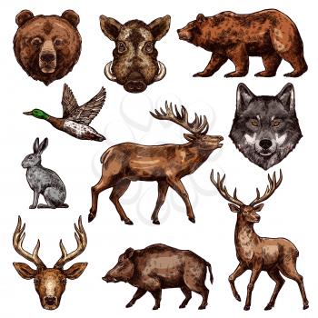 Animal and bird sketch of wild forest bear, deer and duck, wolf, reindeer and grizzly, elk, boar and hare. Carnivore and herbivore animal, water and predatory bird icon for hunting sport themes design