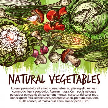 Vegetable poster of natural fresh veggies and mushroom sketch. Tomato, cabbage, onion and radish, green onion, champignon and corn, cucumber, cep and cauliflower vegetarian food for farm market design