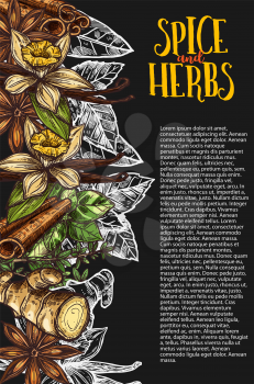 Herb and spice chalkboard banner with spicy plant border. Green basil, thyme and vanilla, cinnamon, ginger and anise star chalk sketch on blackboard for spice shop poster or condiment label design