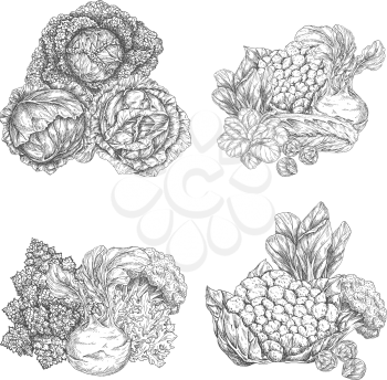 Cabbage vegetable and lettuce salad leaf sketch set. Chinese cabbage, iceberg lettuce, broccoli and spinach, bok choy, arugula, cauliflower and kohlrabi, brussel sprout and romanesco for food design