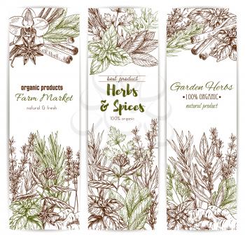 Herb and spice sketch banner of organic culinary seasoning. Thyme, rosemary and basil, cinnamon, vanilla and ginger, parsley, dill and bay leaf, anise star, sage and oregano spice shop label design