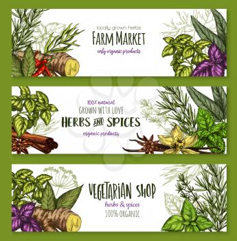 Herbs and spices sketch banners for farm market or seasonings shop. Vector design template of chili pepper spice and oregano or basil, dill or parsley flavoring and thyme or cumin and bay leaf