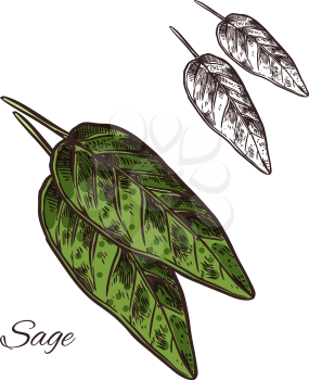 Sage seasoning spice herb sketch icon. Vector isolated sage herb plant for culinary cuisine cooking or flavoring herbal seasoning ingredient or grocery store and market design