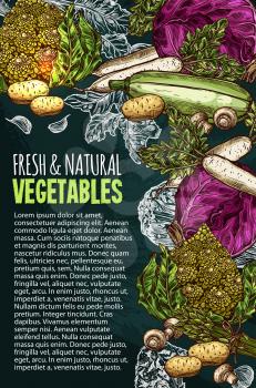 Vegetables and natural fresh veggies sketch poster for farm market. Vector cabbage, potato and cucumber or cauliflower, organic zucchini or avocado and carrot or radish and tomato, pumpkin and garlic
