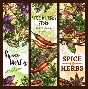 Herbs and spices store sketch banners design template. Vector organic basil and horseradish spice of chili pepper and oregano cooking seasonings, natural dill or parsley and thyme or anise