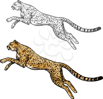 Cheetah wild African animal vector sketch icon. Savanna jaguar panther or cougar symbol for wildlife fauna and zoology or hunting sport team trophy symbol and nature zoo adventure club design