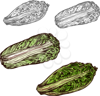 Chinese cabbage salad sketch icon. Vector isolated symbol of fresh farm grown vegetarian napa cabbage brassica rapa vegetable fruit for veggie salad or grocery store and market design