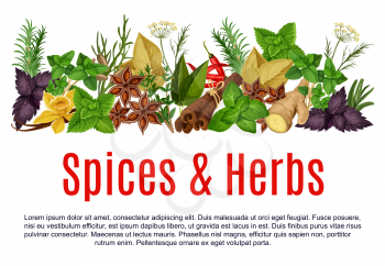 Herbs and spices store poster design template. Vector organic thyme, rosemary or basil and horseradish spice, farm chili pepper or anise and oregano cooking seasonings, dill or parsley and sage