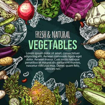 Vegetables and fresh veggies or natural farm organic products sketch poster. Vector radish or cauliflower and broccoli cabbage, zucchini squash or cucumber and carrot or tomato, fresh garlic and potato