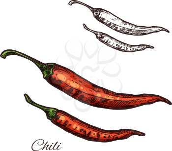 Chili pepper seasoning spice herb sketch icon. Vector isolated red chile pepper pod or jalapeno plant for culinary cuisine cooking or flavoring herbal seasoning ingredient or grocery store and market design