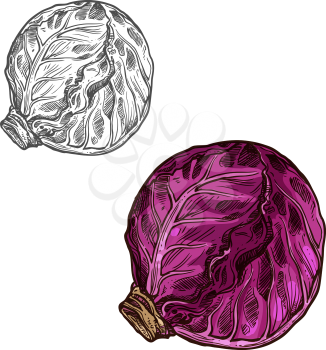 Red cabbage sketch icon. Vector isolated symbol of fresh farm grown vegetarian red cabbage vegetable fruit for veggie salad or grocery store and market design