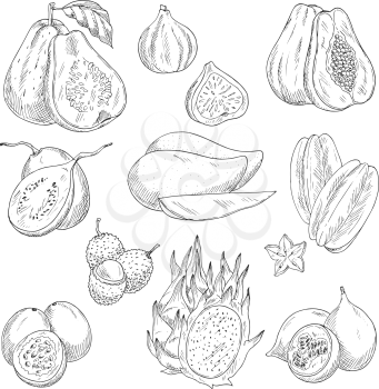 Exotic tropical fruits sketch icons. Vector isolated set of guava, figs or papaya and avocado, feijoa or carambola starfruit and lichee, mangosteen or pithaya dragon fuit and mango