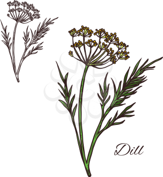 Deal seasoning spice herb sketch icon. Vector isolated dill plant for culinary cuisine cooking or flavoring herbal seasoning ingredient or grocery store and market design