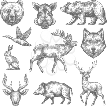 Wild animals sketch icons of grizzly bear, aper hog or boar and elk, rabbit hare or duck and wolf or deer. Vector isolated animals for hunting club, zoo wildlife or open season hunt adventure design