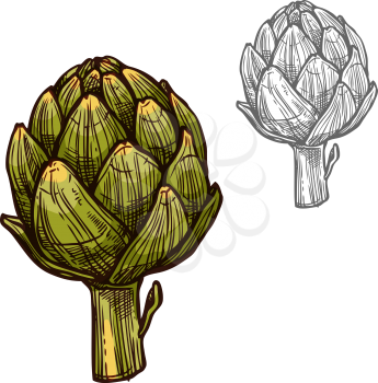 Artichoke plant vegetable sketch icon. Vector isolated artichoke bud cluster veggie for culinary cuisine vegetarian cooking or flavoring herbal seasoning ingredient or grocery store and market design