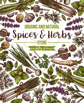 Herbs and spices farm store poster. Vector sketch design template of organic chili pepper, onion leek or anise and oregano cooking seasonings, thyme, rosemary or basil and farm dill or parsley spice