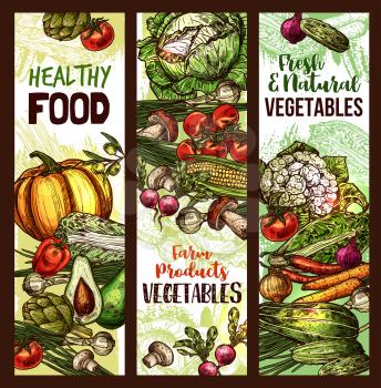Vegetables and fresh organic veggie food market sketch banners. Vector pumpkin, cauliflower or broccoli cabbage and avocado, radish or zucchini squash and cucumber or tomato and mushroom