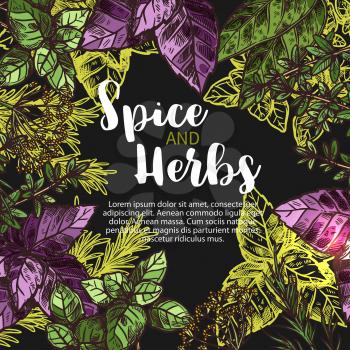 Herbs and spices sketch poster of rosemary, basil or chili pepper and anise or oregano. Vector cooking herbal seasonings dill or parsley and sage leaf, chili pepper or cumin and ginger for farm store