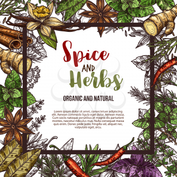 Herbs and spices sketch poster of natural chili pepper and oregano or green basil, dill or parsley seasoning and thyme or cumin flavoring, sage or bay leaf. Vector design for organic spice farm market