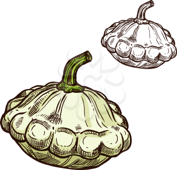 Pattypan squash sketch icon. Vector isolated symbol of fresh farm grown vegetarian scallop squash or patisony vegetable fruit for veggie salad or grocery store and market design