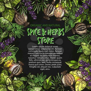 Herbs and spices sketch poster for farm market store or seasonings shop. Vector design template of lavender spice and oregano or basil, poppy seeds and rosemary flavoring and thyme or peppermint