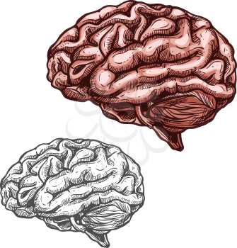 Brain sketch icons of human organ. Vector isolated brain cerebellum vital organ of nervous system and cerebral cortex for medical design or surgery and body medicine symbols