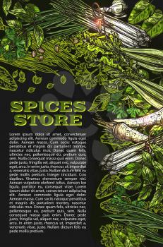 Herbs and spices store poster design template. Vector sketch organic basil and horseradish spice of chili pepper and oregano cooking seasonings, dill or parsley and thyme or sage and bay leaf
