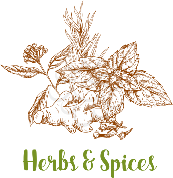 Herbs and spices isolated sketch. Rosemary and mint fresh branches, ginger root, clove plant twig with flower and seed. Natural condiments poster for spice shop label, food theme design