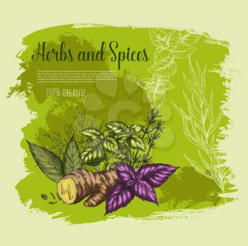 Spices and herbs organic ginger root, basil leaf or peppermint and dill or parsley. Vector natural seasonings thyme or oregano, herbal flavorings of sage or bay and rosemary for farm market poster