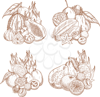 Exotic tropical fruits sketch harvest for farm shop or market store. Vector juicy mangosteen, figs or longan and orange, passion fruit or durian and grapefruit, papaya or mango and yuzu or feijoa