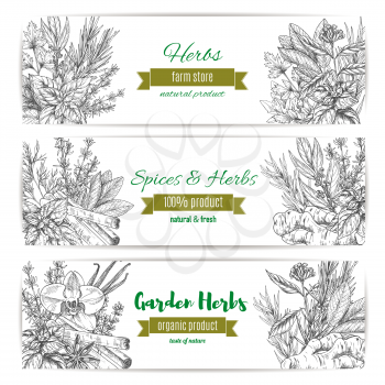 Garden herbs and spices banner set. Fresh basil, mint, rosemary, cinnamon, vanilla, parsley, anise, thyme, ginger, cardamom, dill, bay leaf, oregano, sage sketch. Organic farm product label design